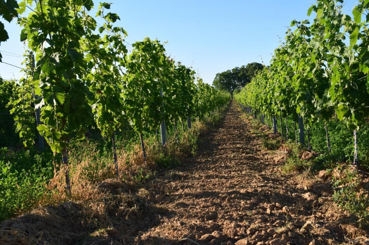 Ferienhaus & Weingut Am Steingebiss Billigheim-Ingenheim Екстериор снимка