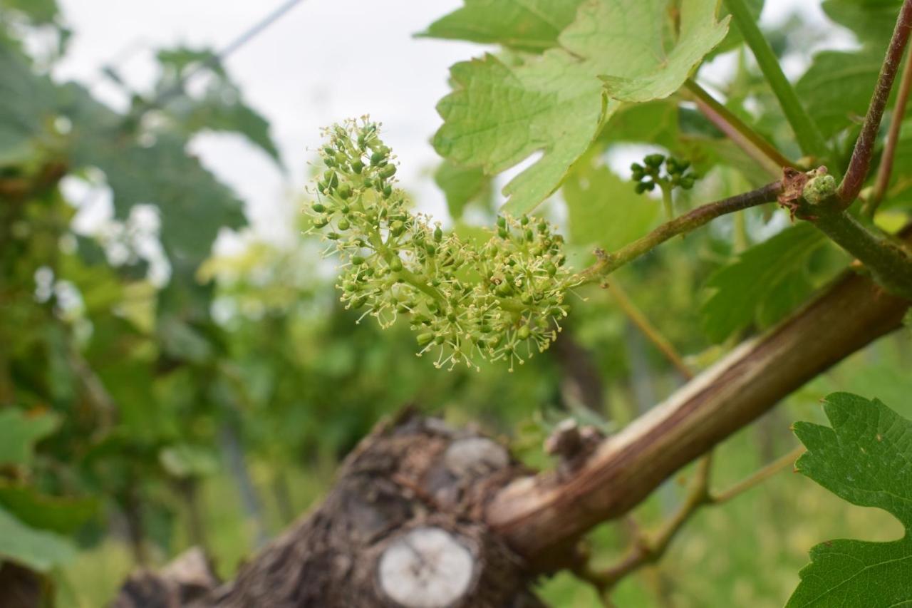 Ferienhaus & Weingut Am Steingebiss Billigheim-Ingenheim Екстериор снимка