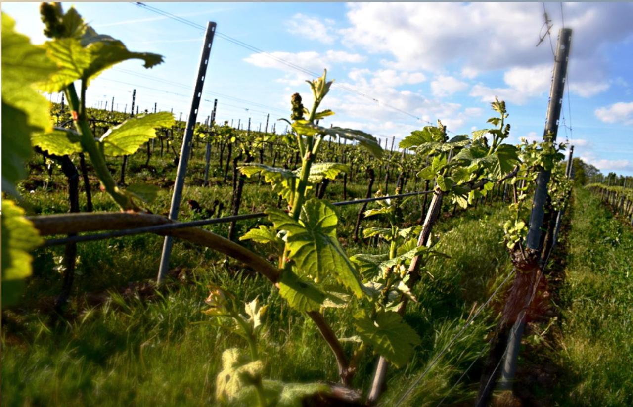 Ferienhaus & Weingut Am Steingebiss Billigheim-Ingenheim Екстериор снимка
